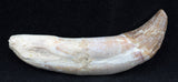 2.5" Basilosaur (Whale) Tooth