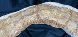 Ichthyodectidae Fish from Morocco on Stand #1