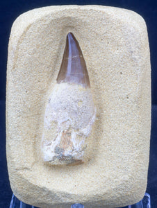 Mosasaur Tooth with Partial Root Kit