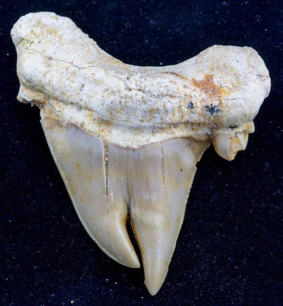 otodus obliquus pathological shark tooth