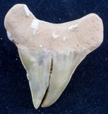 otodus obliquus pathological shark tooth