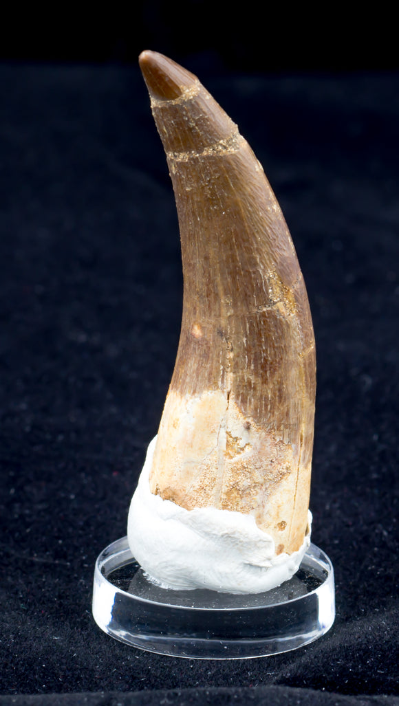 Plesiosaur Tooth