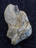 Ptychodus mortoni tooth