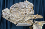 xiphactinus audax skull niobrara fossil fish