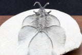 Ceratarges spinosus