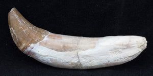 2.5" Basilosaur (Whale) Tooth