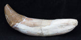 2.5" Basilosaur (Whale) Tooth