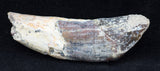 2" Basilosaur (Whale) Tooth