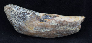 2" Basilosaur (Whale) Tooth