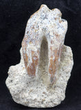 2" Posterior Basilosaur (Whale) Tooth
