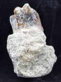 2" Posterior Basilosaur (Whale) Tooth