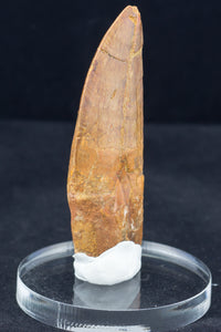 3 1/4" Carcharodontosaurus Tooth