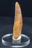 3 1/4" Carcharodontosaurus Tooth