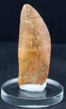 3 1/4" Carcharodontosaurus Tooth