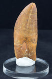3 1/4" Carcharodontosaurus Tooth