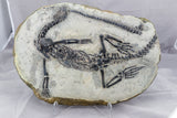 claudiosaurus germaini fossil lizard
