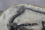 claudiosaurus germaini 