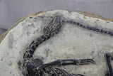 claudiosaurus germaini 