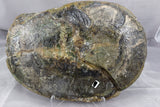 claudiosaurus germaini in concretion