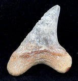 1 3/4" Cretoxyrhina mantelli #9