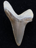 Cretoxyrhina mantelli