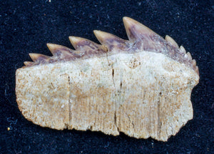 Hexanchus agassizi cow shark tooth