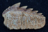 Hexanchus agassizi cow shark tooth