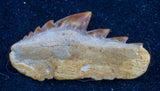 Hexanchus agassizi cow shark tooth
