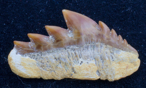Hexanchus agassizi cow shark tooth