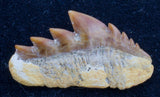 Hexanchus agassizi cow shark tooth