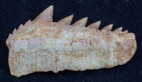Hexanchus agassizi cow shark tooth