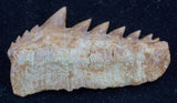Hexanchus agassizi cow shark tooth