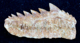 Hexanchus agassizi cow shark tooth