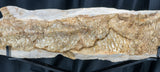 Ichthyodectidae Fish from Morocco on Stand #2