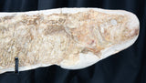 Ichthyodectidae Fish from Morocco on Stand #2