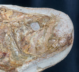 ichthyodectes fish