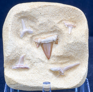 5 Shark Teeth Kit From Morocco