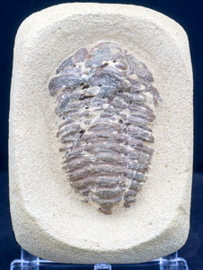 Calymene Trilobite Kit