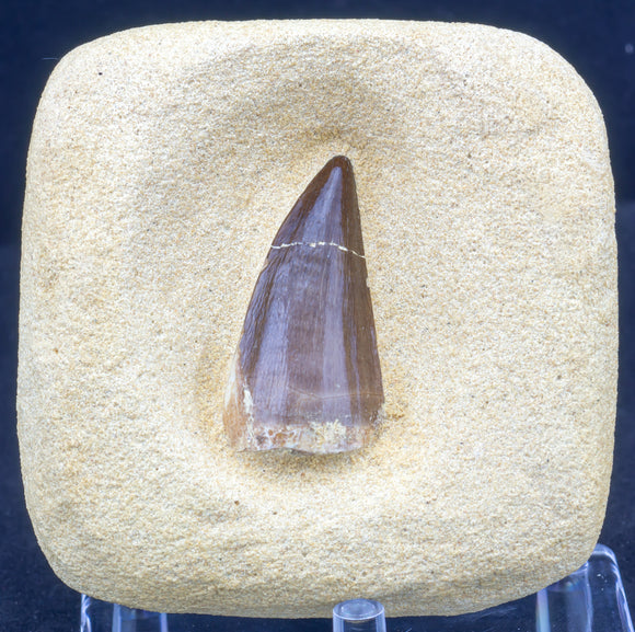 Mosasaur tooth find your own kit