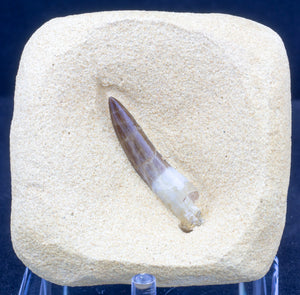 Plesiosaur Tooth find your own