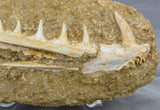 Enchodus fish jaw