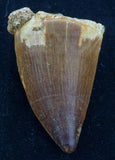 mosasaur tooth