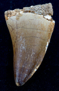 mosasaur tooth