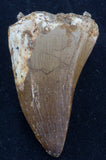 mosasaur tooth