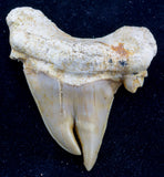 otodus obliquus pathological shark tooth