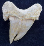 otodus obliquus pathological shark tooth