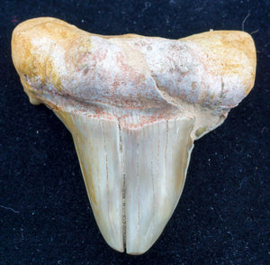 otodus obliquus pathological shark tooth