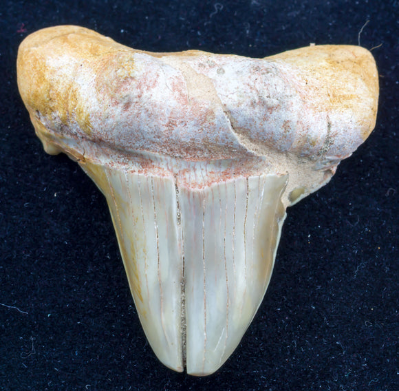 otodus obliquus pathological shark tooth