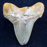 otodus obliquus pathological shark tooth