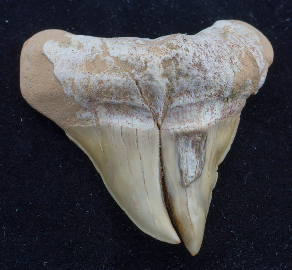 otodus obliquus pathological shark tooth